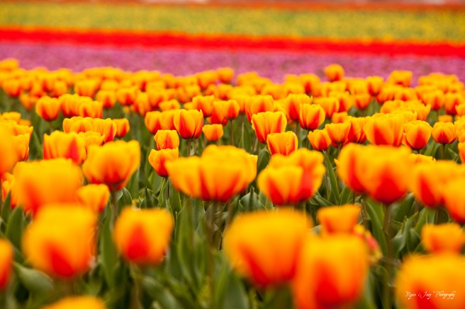 Tulip Fields