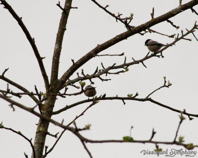 Black-Capped Chickadee