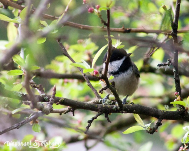 Black-Capped Chickadee