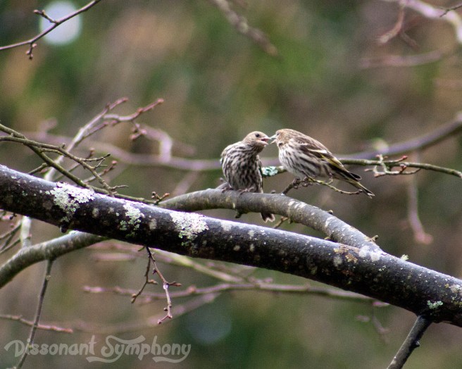 Tree Branch Love Connection