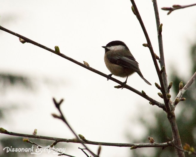 Black-Capped Chickadee