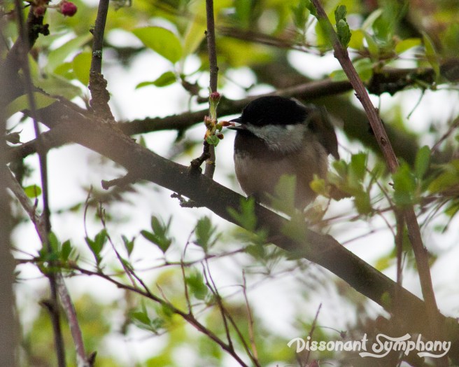 Black-Capped Chickadee