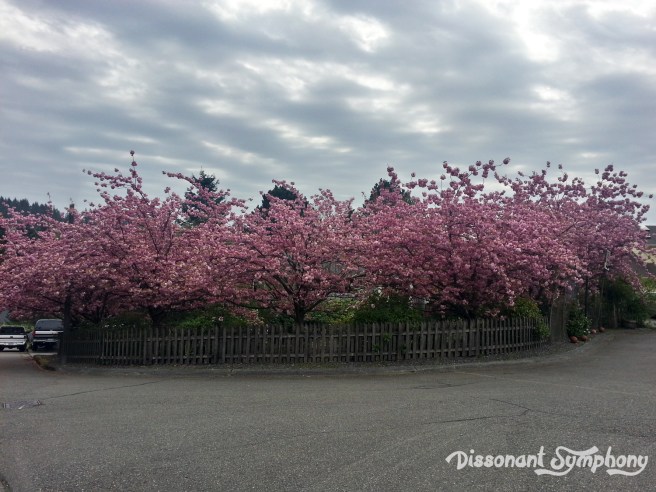 Flowering Cherry Trees