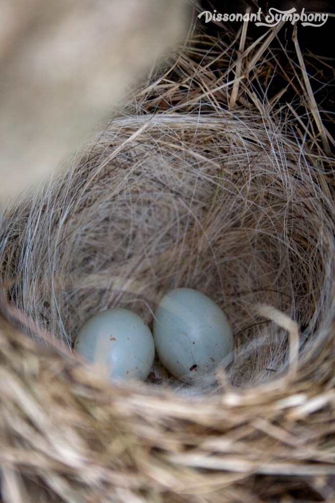 Interior of nest