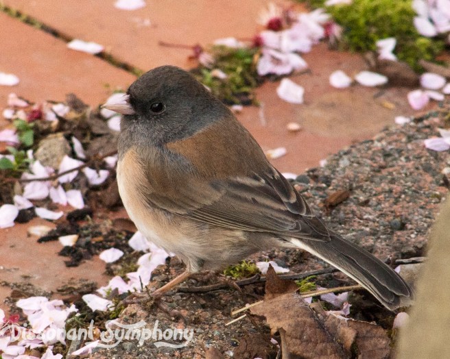 Gazelle the Dark-Eyed Junco
