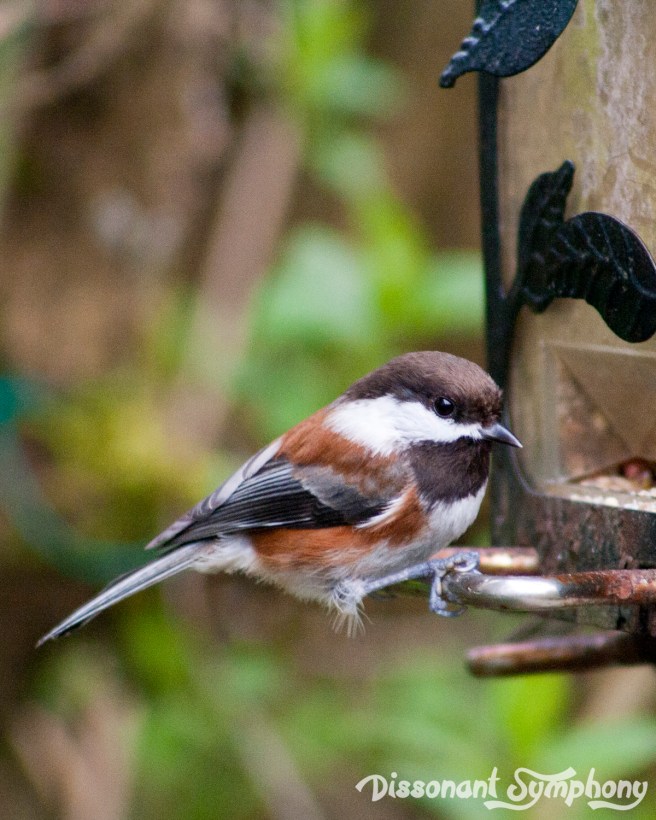 Chestnut-backed Chickadee