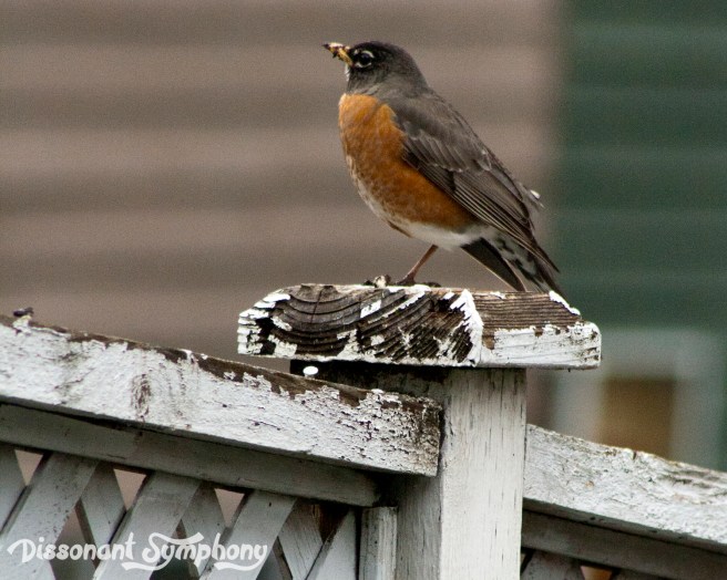 One Legged Robin