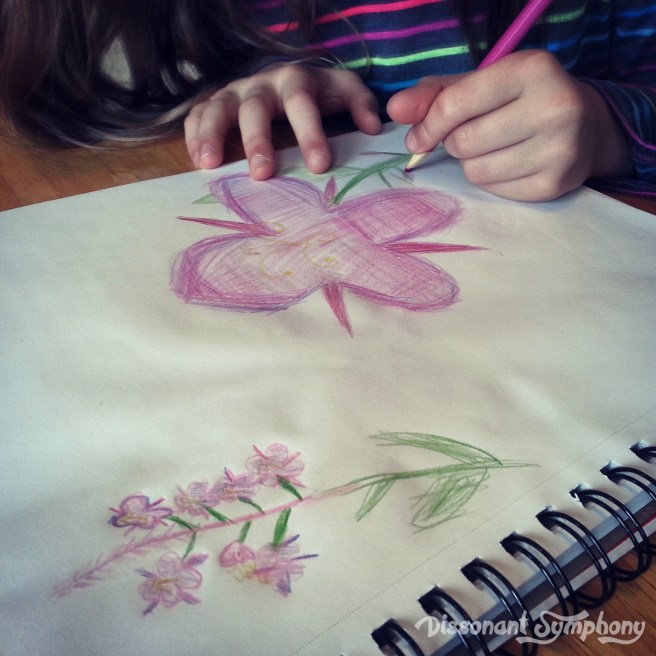 Fireweed Drawing