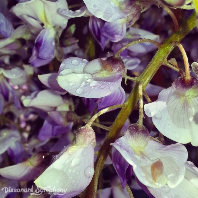 Wisteria