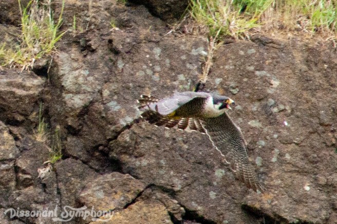 Peregrine Falcon