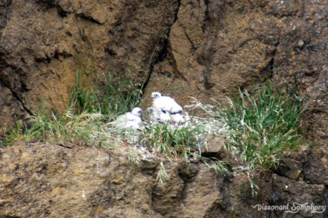 Peregrine Falcon Babies