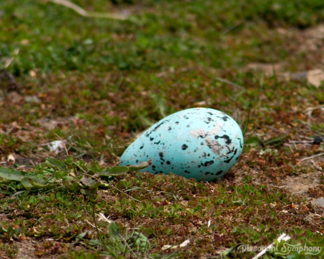 Common Murre Egg