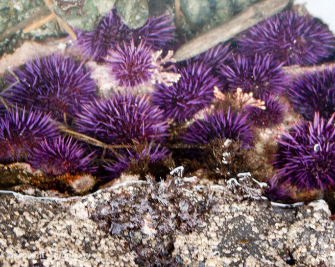 Sea Urchins