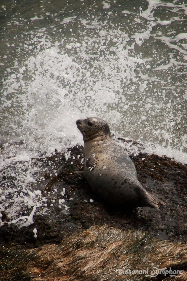 Harbor Seal