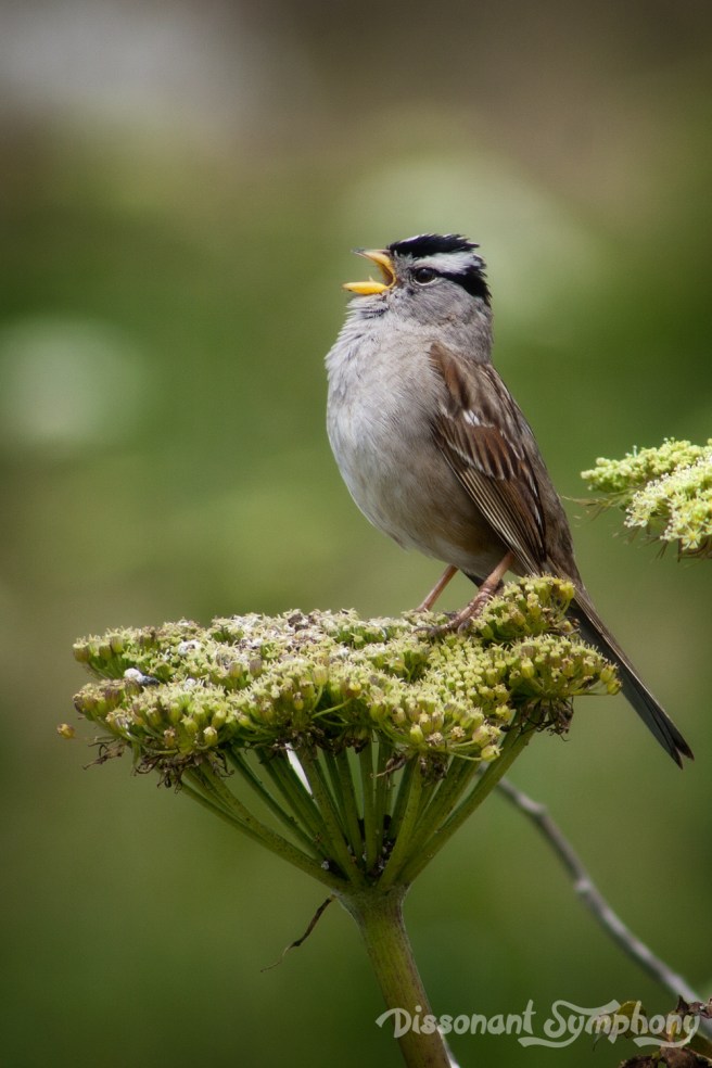 White Crowned Sparrow